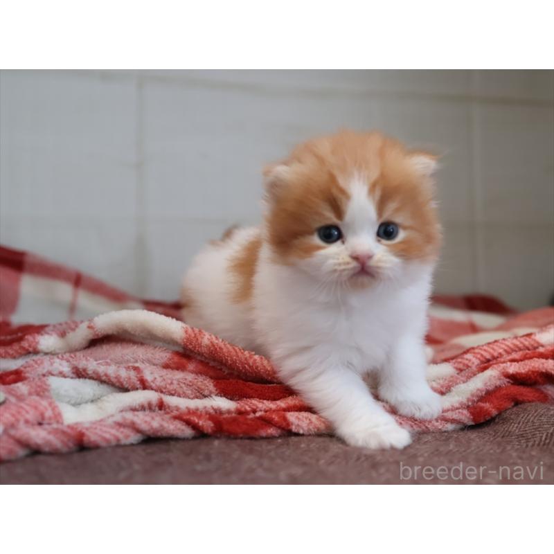 販売中の愛知県のスコティッシュフォールド(折れ耳)-132805の3枚目