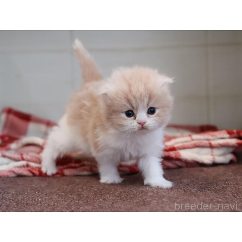 販売中の愛知県のスコティッシュフォールド(折れ耳)-132806の8枚目