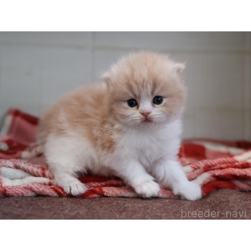 販売中の愛知県のスコティッシュフォールド(折れ耳)-132806の7枚目