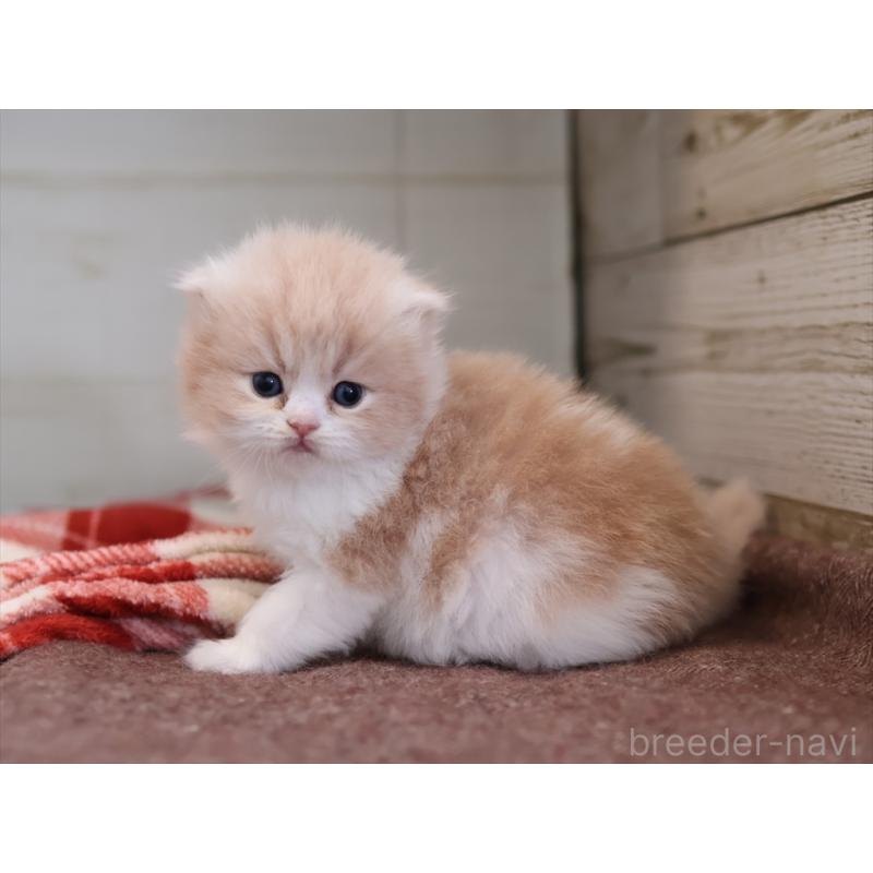販売中の愛知県のスコティッシュフォールド(折れ耳)-132806の6枚目