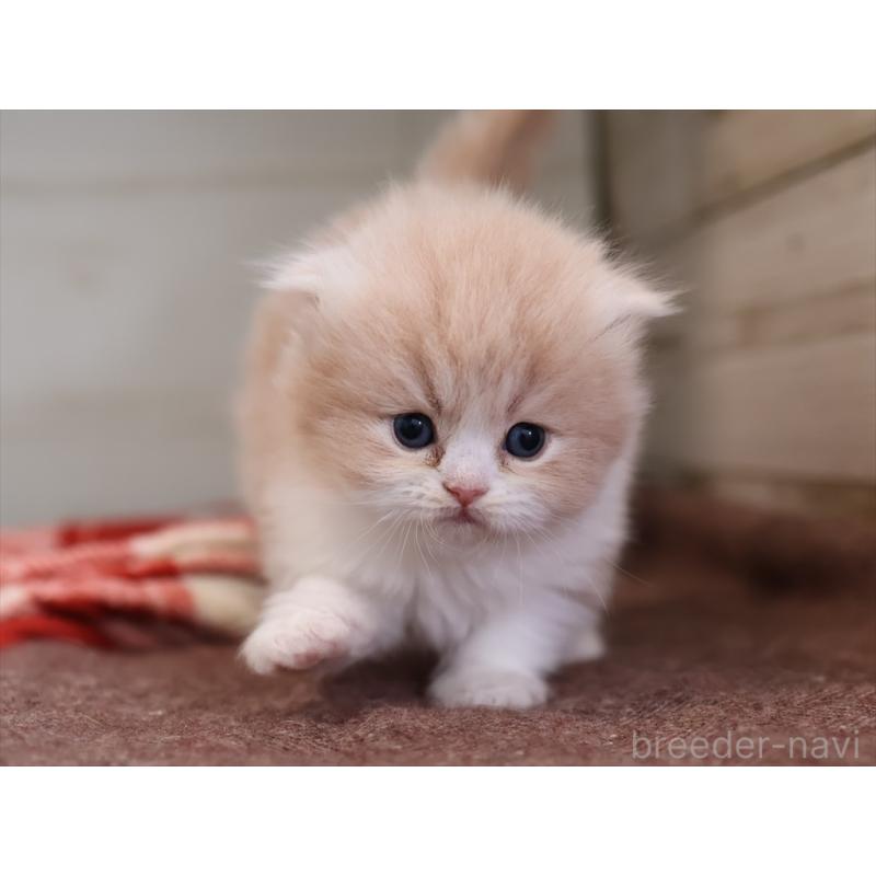 販売中の愛知県のスコティッシュフォールド(折れ耳)-132806の5枚目