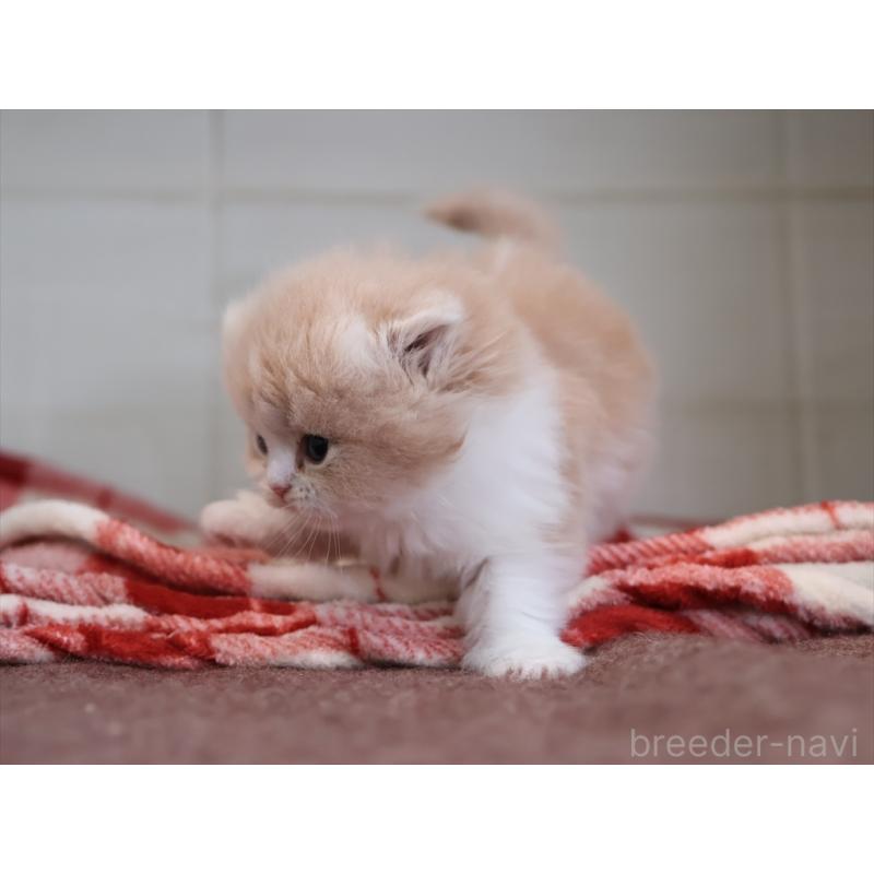 販売中の愛知県のスコティッシュフォールド(折れ耳)-132806の4枚目