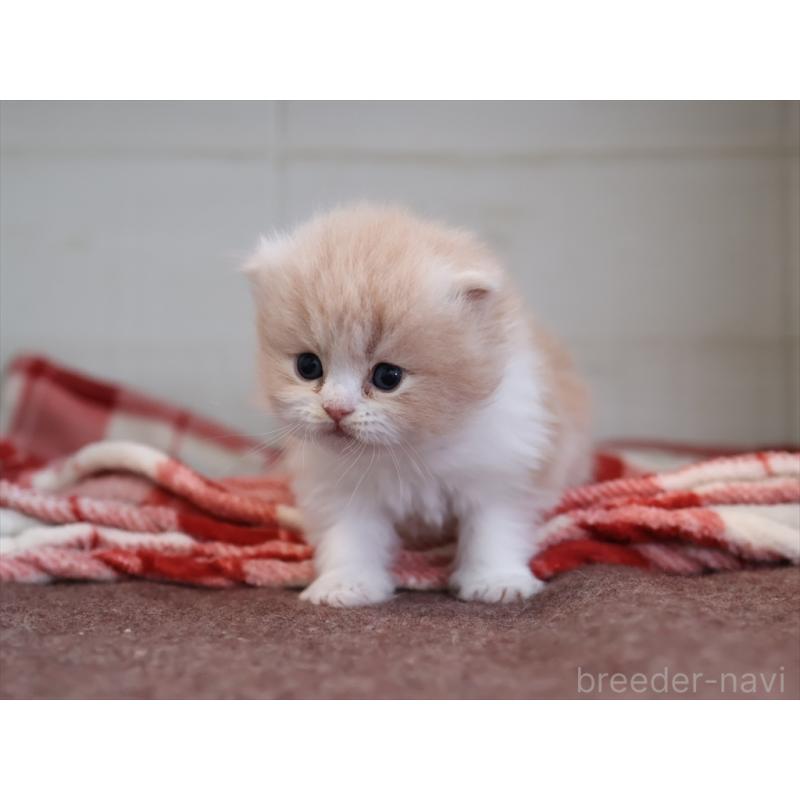 販売中の愛知県のスコティッシュフォールド(折れ耳)-132806の3枚目