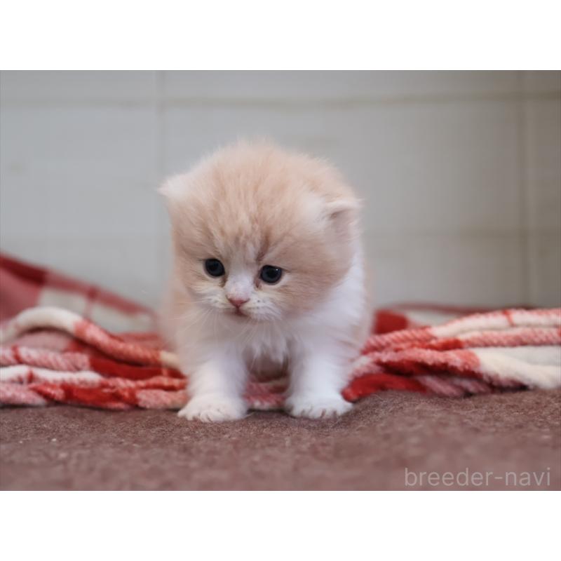 販売中の愛知県のスコティッシュフォールド(折れ耳)-132806の2枚目