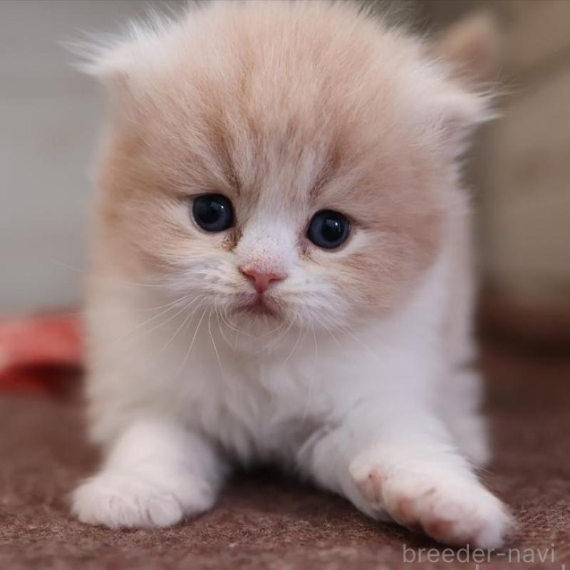 販売中の愛知県のスコティッシュフォールド(折れ耳)-132806