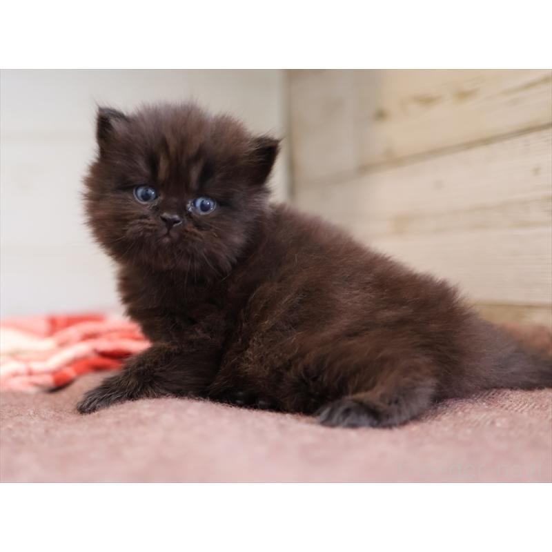 販売中の愛知県のスコティッシュフォールド-132807の5枚目