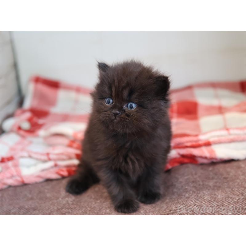 販売中の愛知県のスコティッシュフォールド-132807の4枚目