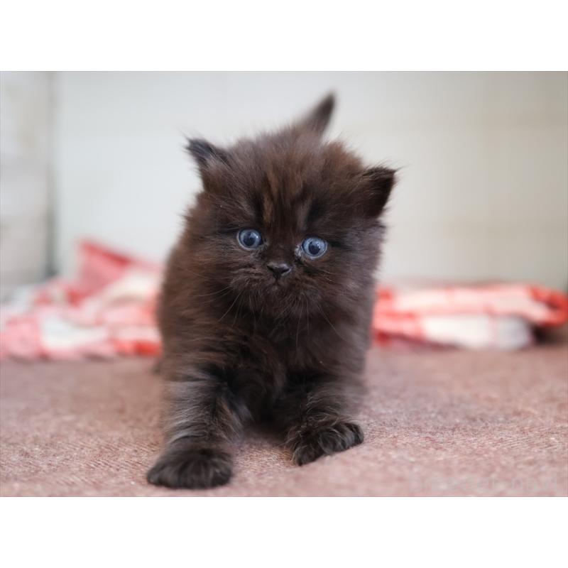 販売中の愛知県のスコティッシュフォールド-132807の2枚目