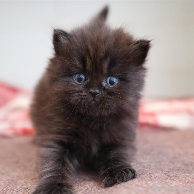 販売中の愛知県のスコティッシュフォールド-132807