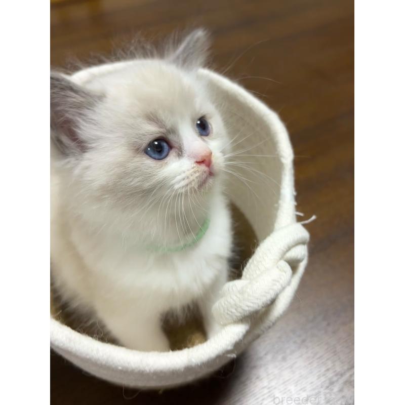 販売中の東京都のラグドール-132810の6枚目