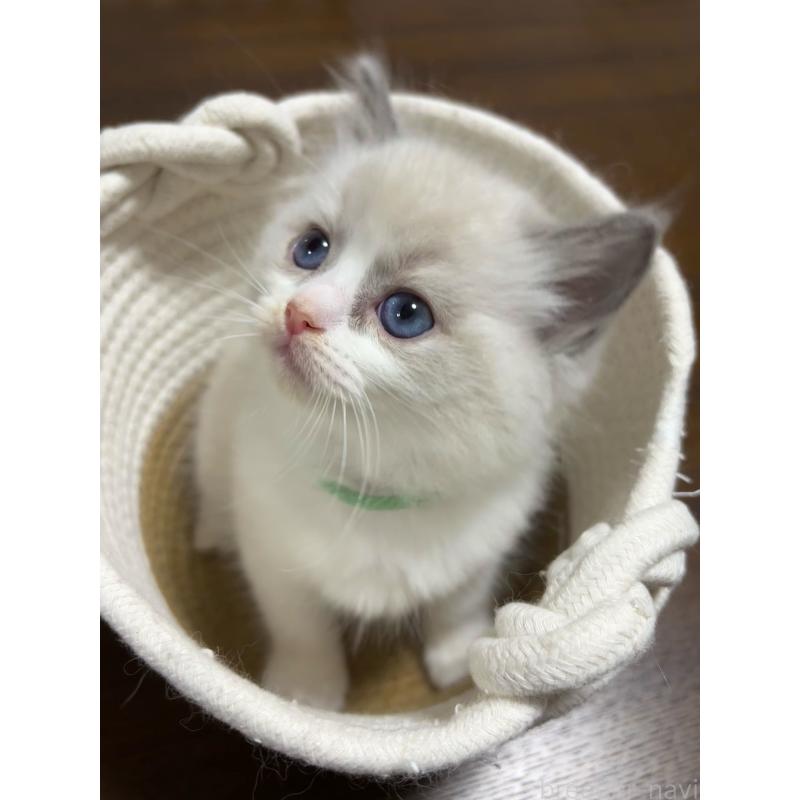 販売中の東京都のラグドール-132810の5枚目