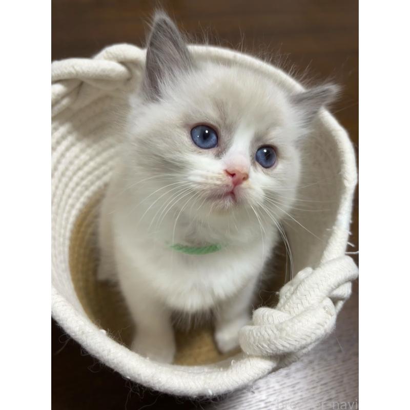 販売中の東京都のラグドール-132810の4枚目