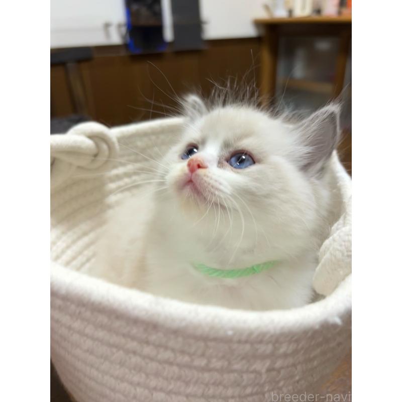 販売中の東京都のラグドール-132810の3枚目