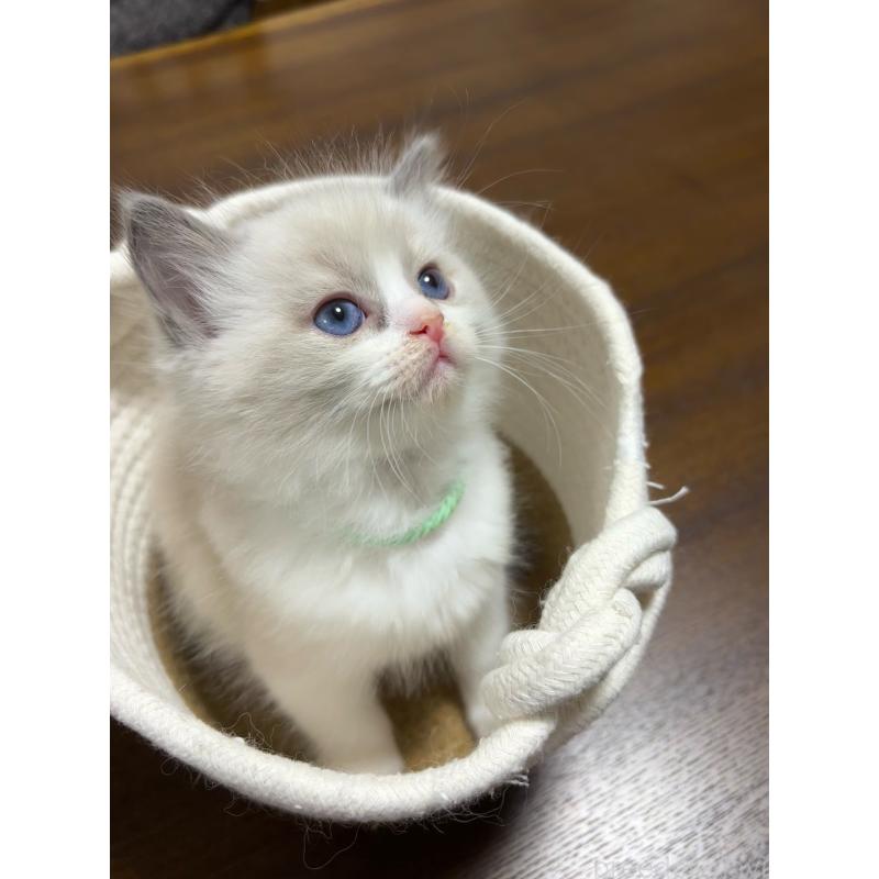 販売中の東京都のラグドール-132810の2枚目