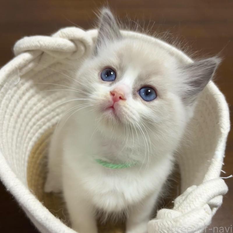 販売中の東京都のラグドール-132810の1枚目