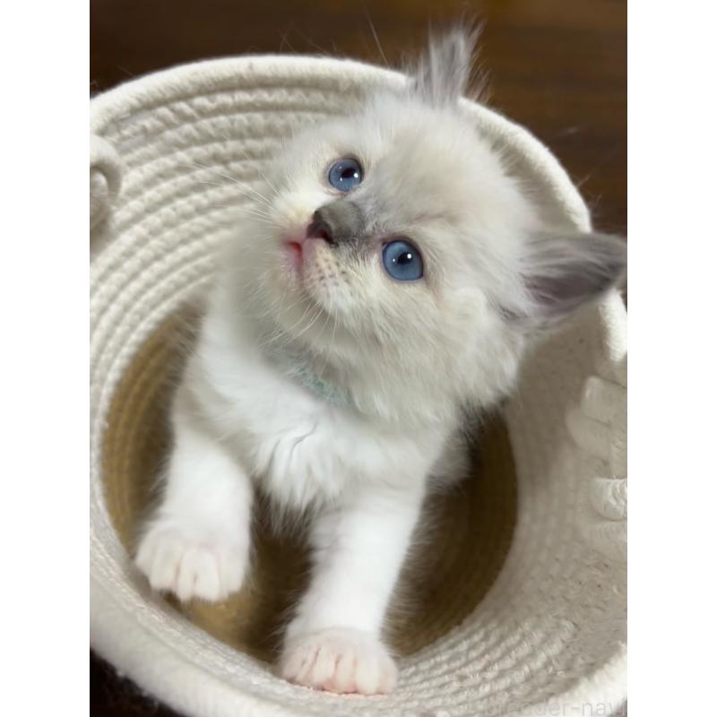 販売中の東京都のラグドール-132811の5枚目