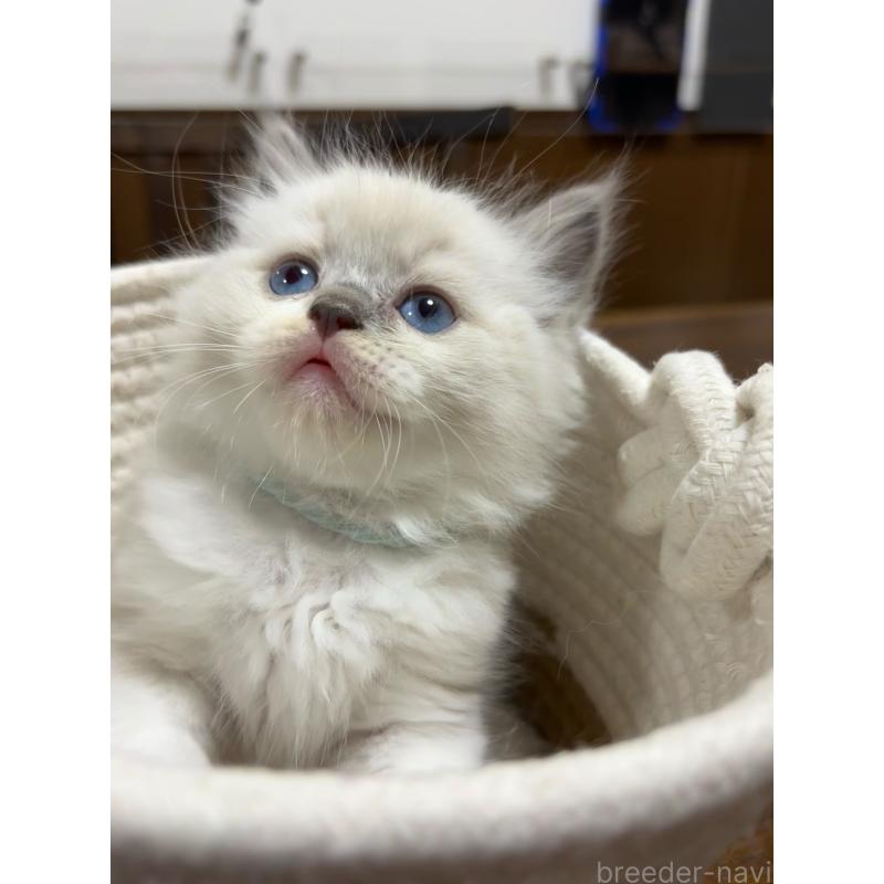 販売中の東京都のラグドール-132811の4枚目