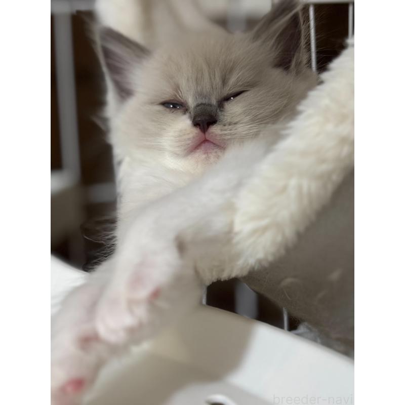 販売中の東京都のラグドール-132811の3枚目