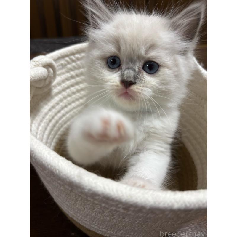 販売中の東京都のラグドール-132811の2枚目