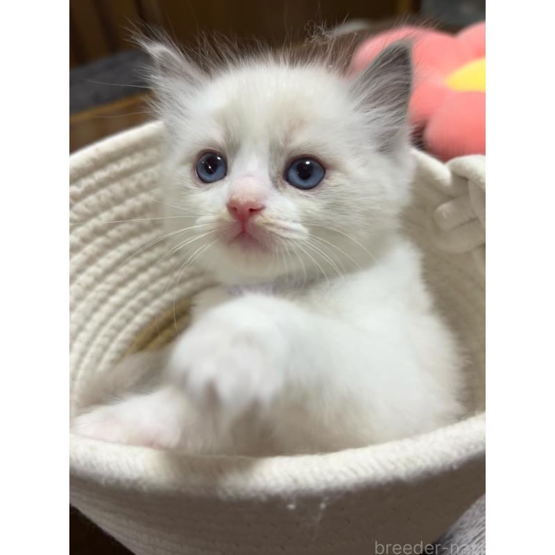 販売中の東京都のラグドール-132812の5枚目