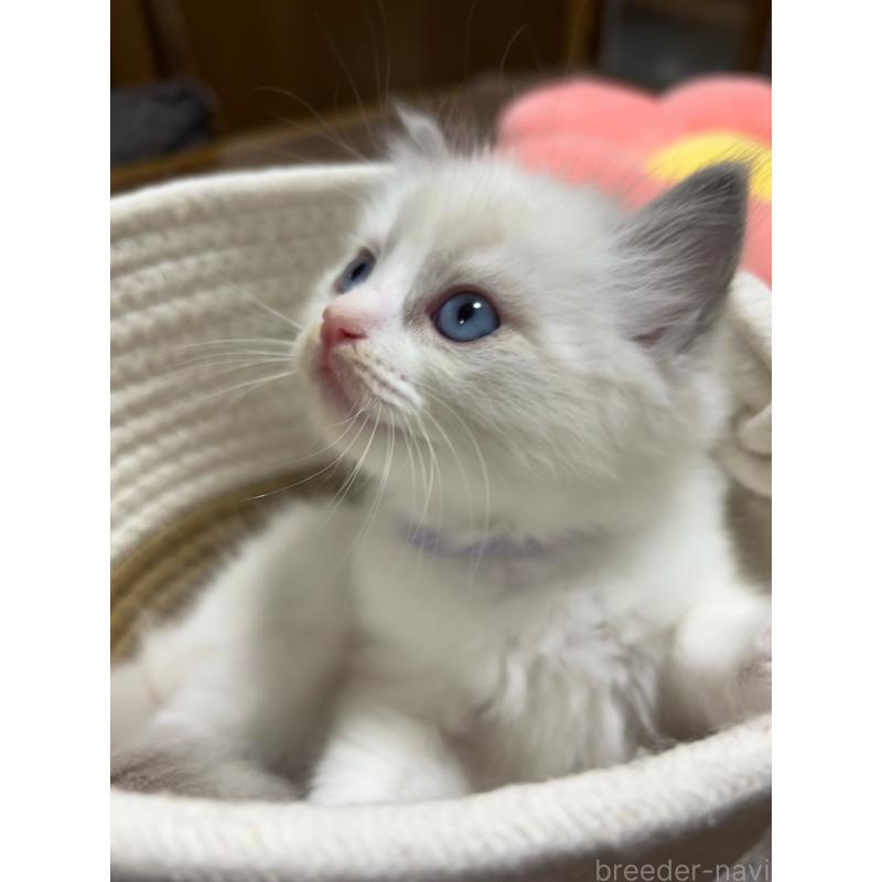 販売中の東京都のラグドール-132812の4枚目