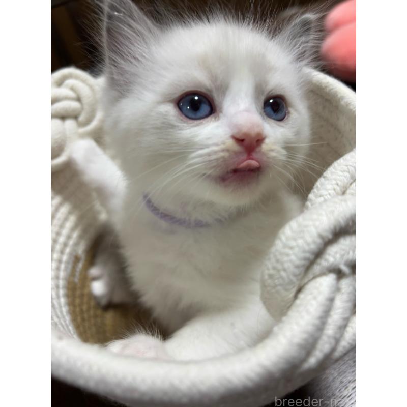 販売中の東京都のラグドール-132812の3枚目