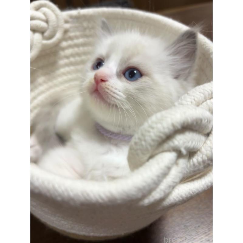 販売中の東京都のラグドール-132812の2枚目