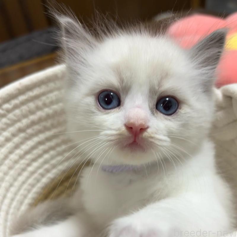 販売中の東京都のラグドール-132812