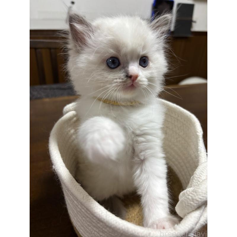 販売中の東京都のラグドール-132813の7枚目