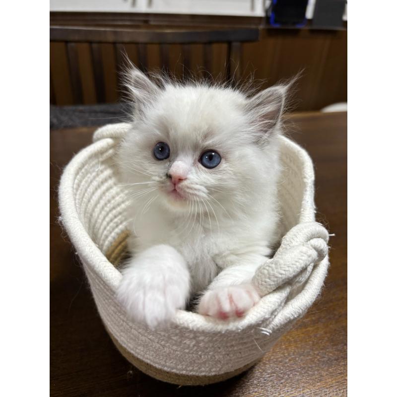 販売中の東京都のラグドール-132813の6枚目