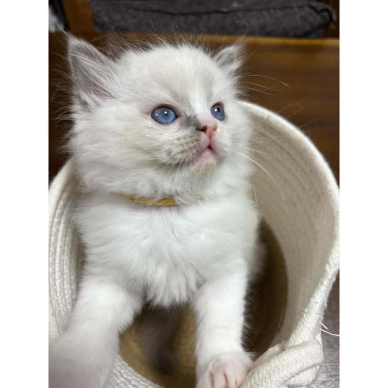 販売中の東京都のラグドール-132813の5枚目