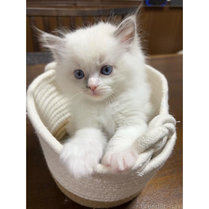 販売中の東京都のラグドール-132813の3枚目