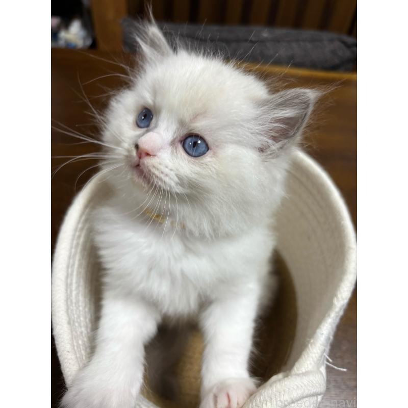 販売中の東京都のラグドール-132813の2枚目