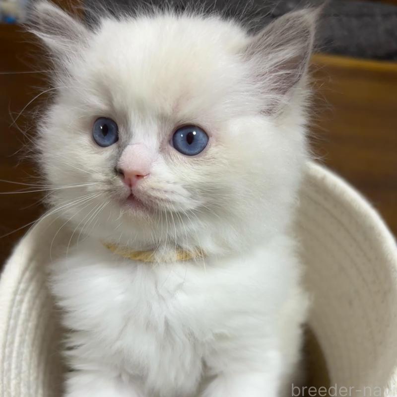 販売中の東京都のラグドール-132813