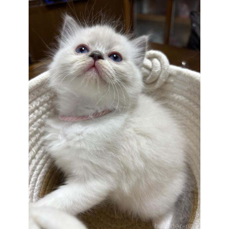 販売中の東京都のラグドール-132814の6枚目