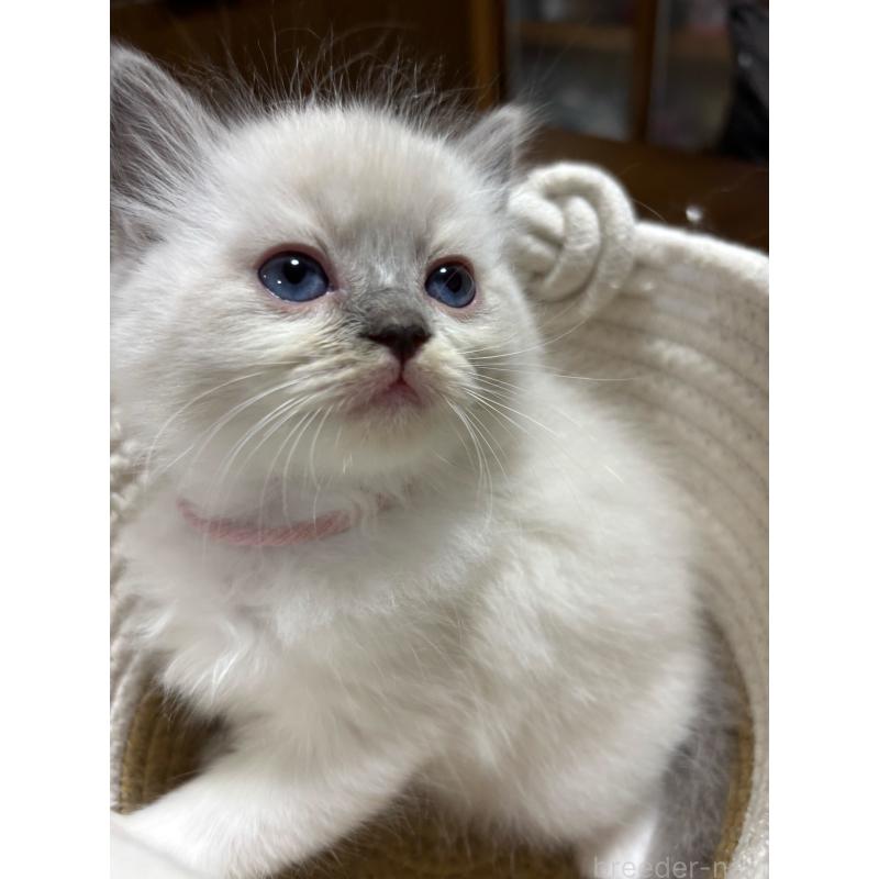 販売中の東京都のラグドール-132814の5枚目