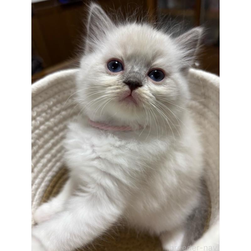 販売中の東京都のラグドール-132814の4枚目