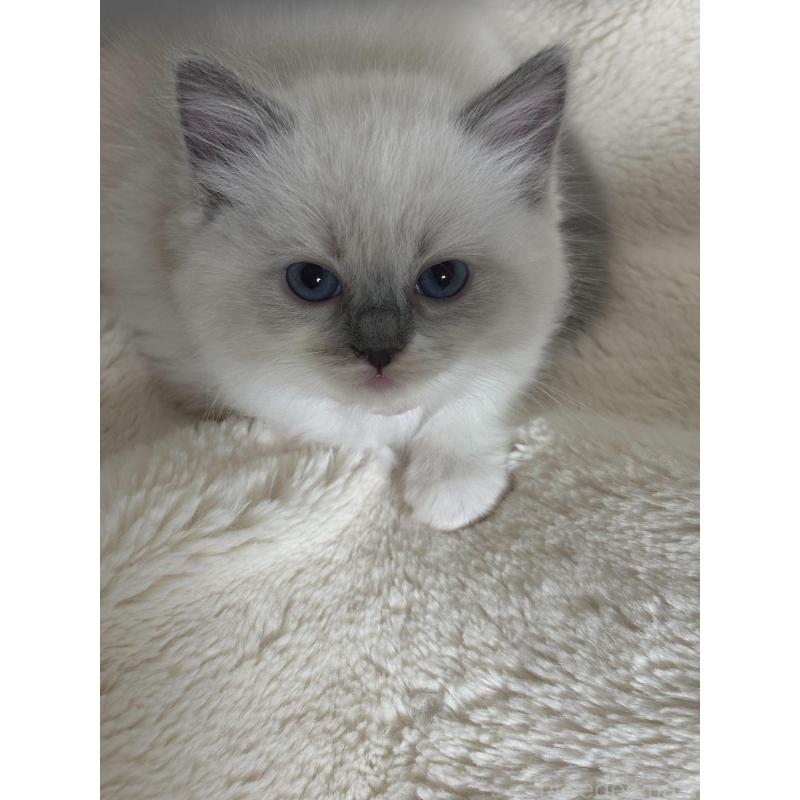 販売中の東京都のラグドール-132814の3枚目