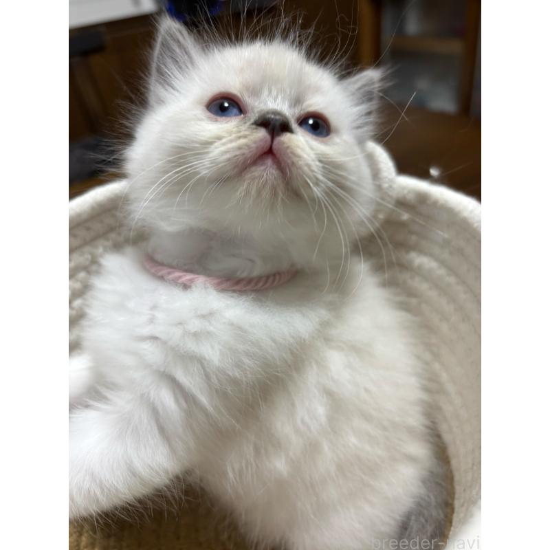 販売中の東京都のラグドール-132814の2枚目