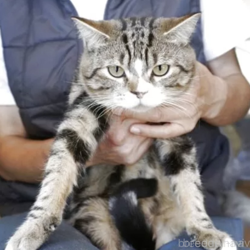 販売中の鹿児島県のマンチカン-132815の2枚目