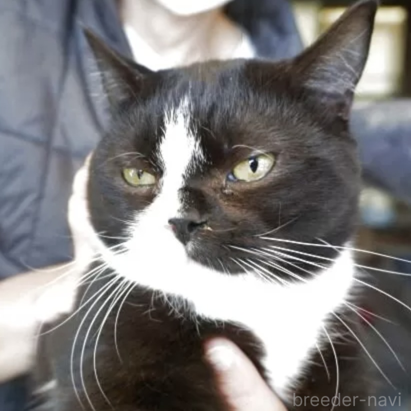 販売中の鹿児島県のマンチカン(短足)-132816の2枚目