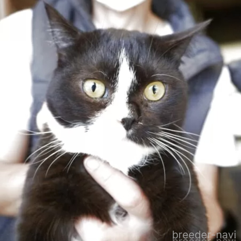 販売中の鹿児島県のマンチカン(短足)-132816