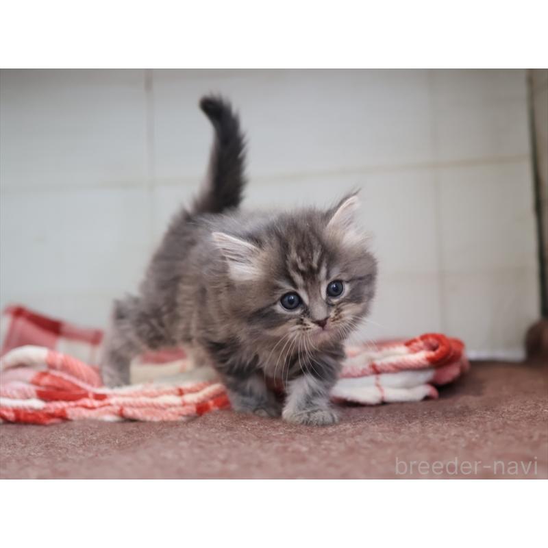 販売中の愛知県のサイベリアン-132817の8枚目