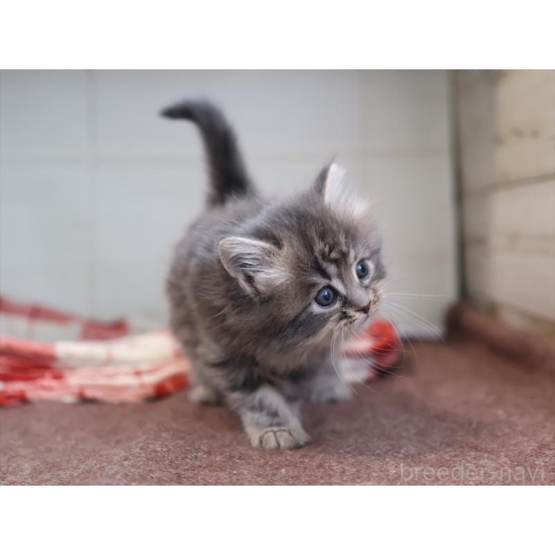 販売中の愛知県のサイベリアン-132817の7枚目