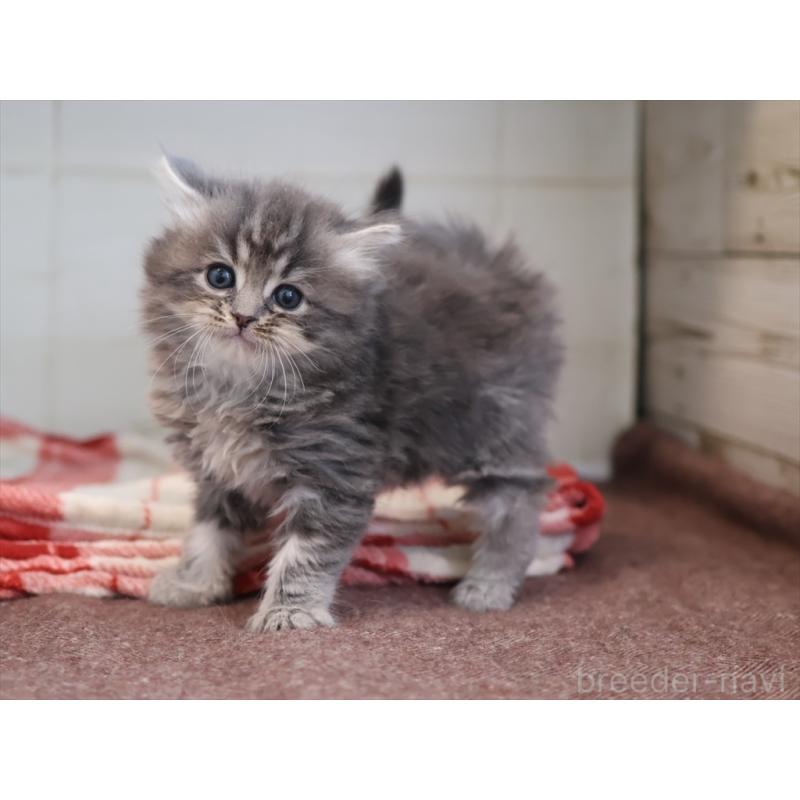 販売中の愛知県のサイベリアン-132817の6枚目