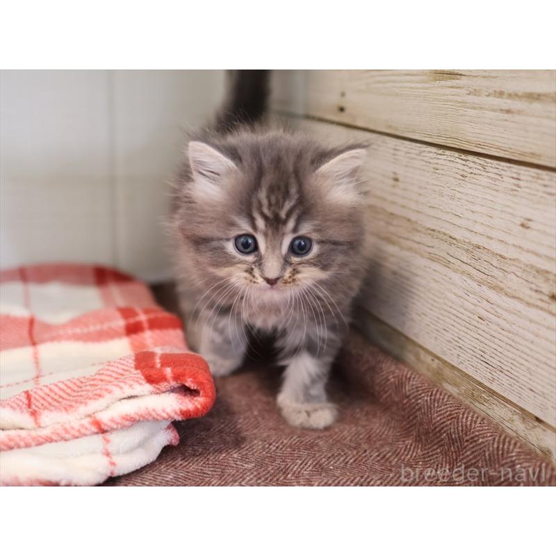 販売中の愛知県のサイベリアン-132817の5枚目