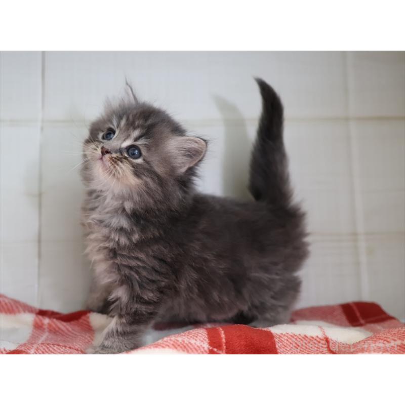 販売中の愛知県のサイベリアン-132817の4枚目