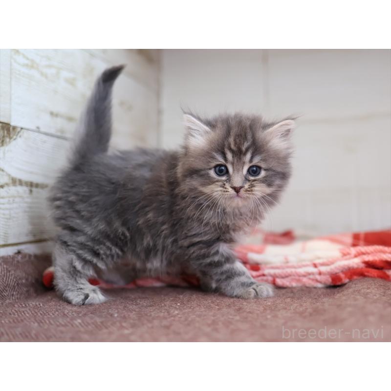 販売中の愛知県のサイベリアン-132817の3枚目