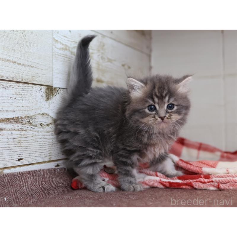 販売中の愛知県のサイベリアン-132817の2枚目