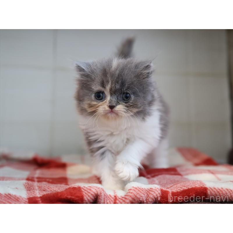 販売中の愛知県のスコティッシュフォールド-132818の6枚目